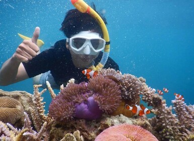 Snorkelling & islandhopping tour Karimunjawa (private tour)