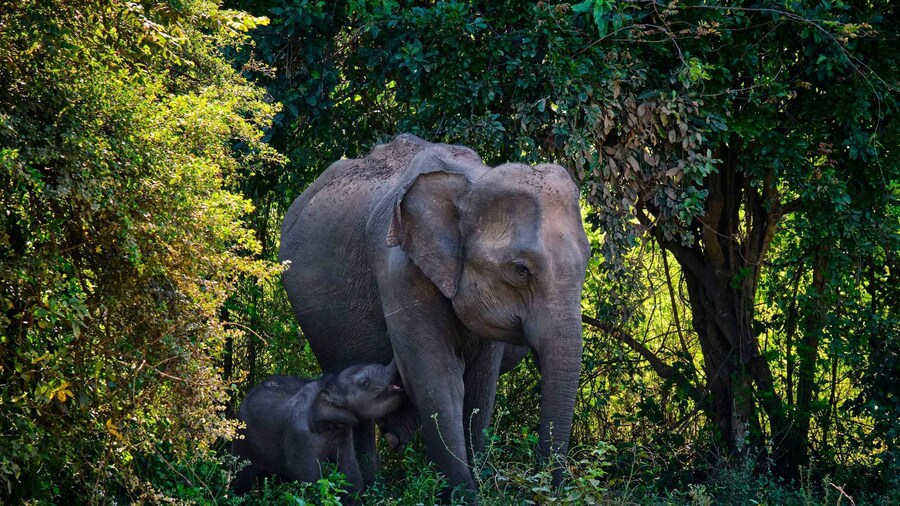 Picture 3 for Activity Hurlu eco park safari with jeep & Entrance ticket
