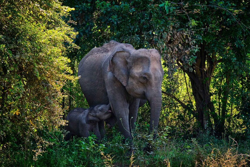 Picture 3 for Activity Hurlu eco park safari with jeep & Entrance ticket