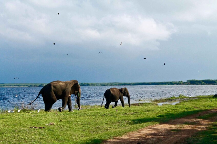 Picture 4 for Activity Hurlu eco park safari with jeep & Entrance ticket
