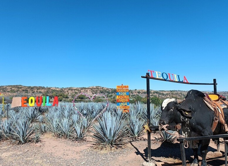 Picture 2 for Activity Five-star factory: Meet Orendain tequila.