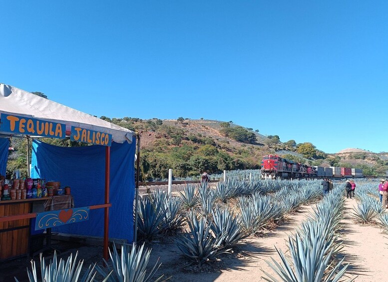 Picture 1 for Activity Five-star factory: Meet Orendain tequila.