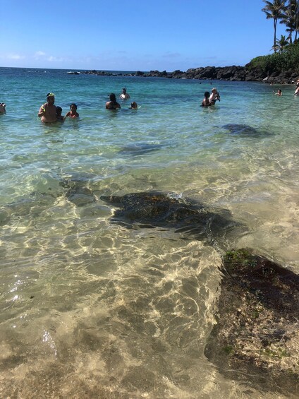 Picture 10 for Activity Oahu: Waimea Falls & valley & North Shore day