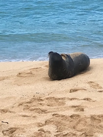 瓦胡島：威美亞瀑布和歐胡島山谷與北岸日