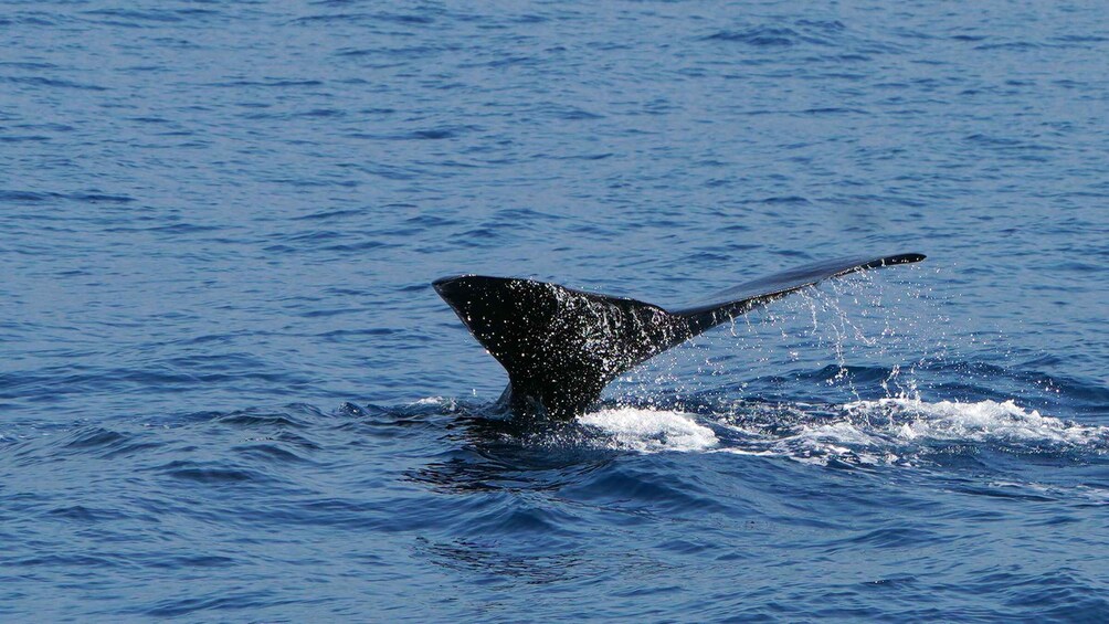 Picture 5 for Activity From Funchal: Ecological Catamaran Dolphin Whale Watching