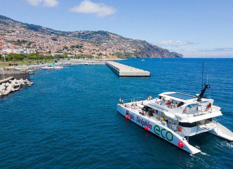 Picture 10 for Activity From Funchal: Ecological Catamaran Dolphin Whale Watching