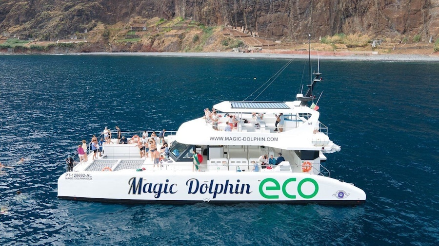 From Funchal: Ecological Catamaran Dolphin Whale Watching