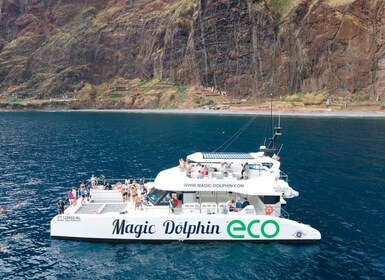 Vanuit Funchal: Ecologische Catamaran Dolfijn Walvissen kijken