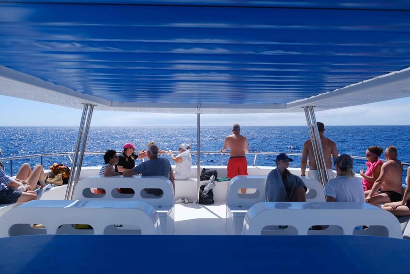 Picture 4 for Activity From Funchal: Ecological Catamaran Dolphin Whale Watching