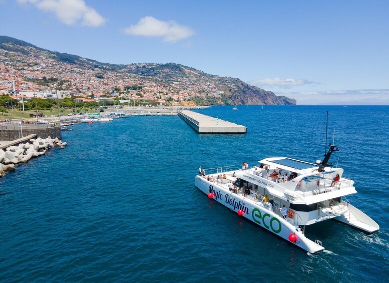 Picture 10 for Activity From Funchal: Ecological Catamaran Dolphin Whale Watching