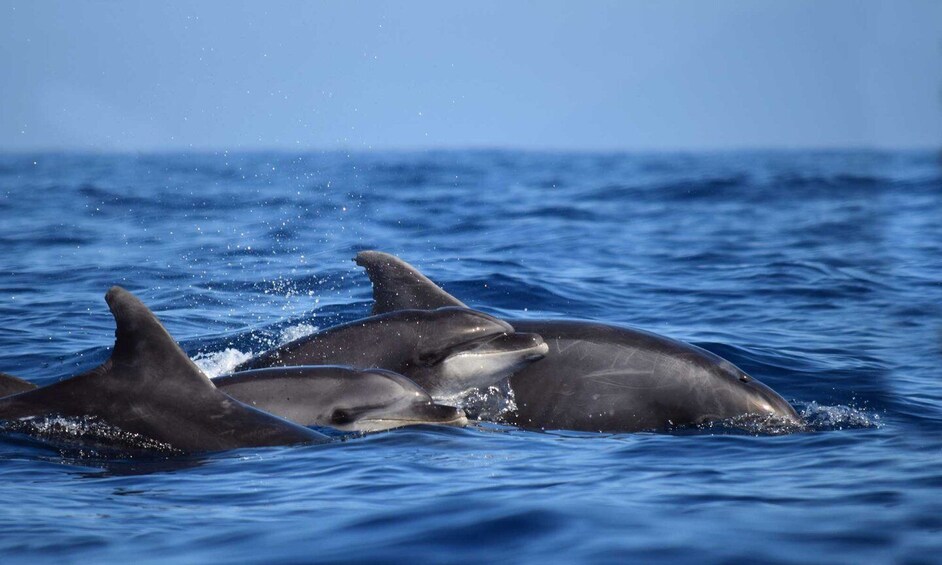 Picture 6 for Activity From Funchal: Ecological Catamaran Dolphin Whale Watching