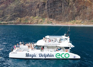 Depuis Funchal : Observation des dauphins et des baleines en catamaran écol...