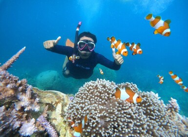 From Jepara: Karimunjawa Archipelago 3-Day Snorkelling Tour