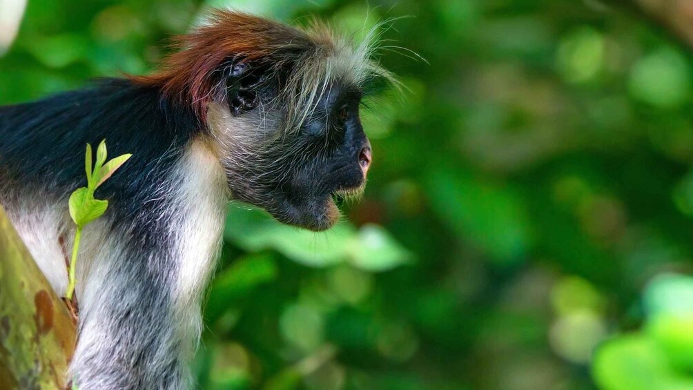 Picture 3 for Activity from Zanzibar: Private Tours In Zanzibar with Jozani