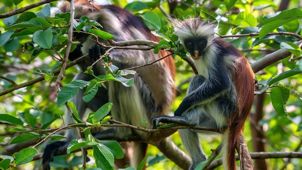 Picture 5 for Activity from Zanzibar: Private Tours In Zanzibar with Jozani