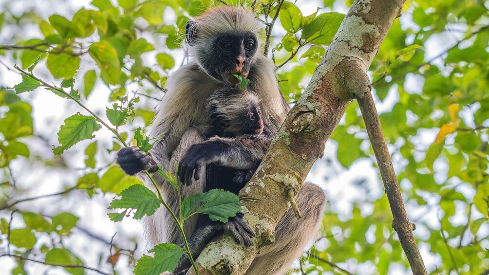 Picture 4 for Activity from Zanzibar: Private Tours In Zanzibar with Jozani