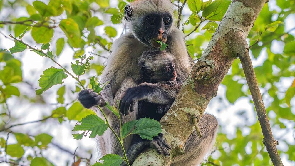 Picture 4 for Activity from Zanzibar: Private Tours In Zanzibar with Jozani