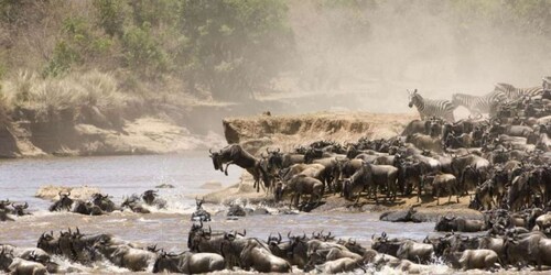 4 DAYS MAASAI MARA NATIONAL RESERVE GROUP SAFARI- 4WD