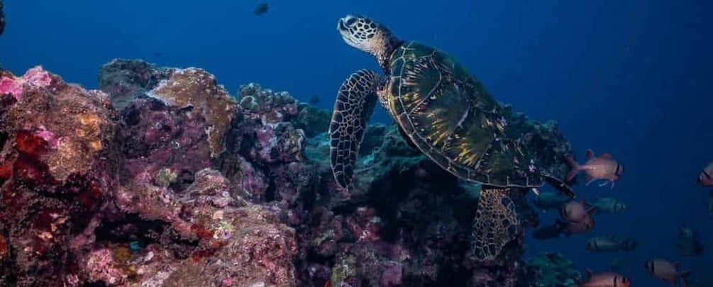 Maui: Small Group Shark & Turtle Scuba Dive from Shore