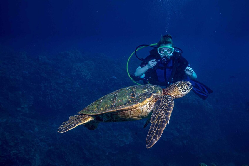 Picture 3 for Activity Maui: Small Group Shark & Turtle Scuba Dive from Shore