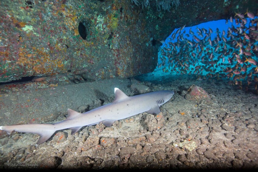 Picture 5 for Activity Maui: Small Group Shark & Turtle Scuba Dive from Shore