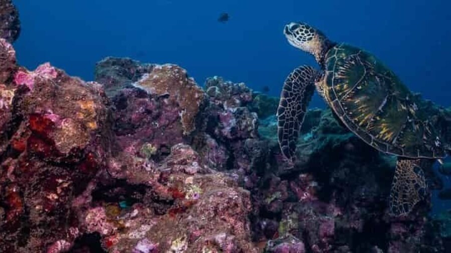 Maui: Small Group Shark & Turtle Scuba Dive from Shore
