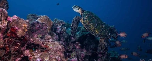 Maui: Small Group Shark & Turtle Scuba Dive from Shore