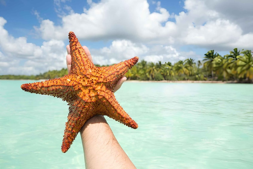 Picture 2 for Activity Saona Island Private: Speedboat Tour from Punta Cana