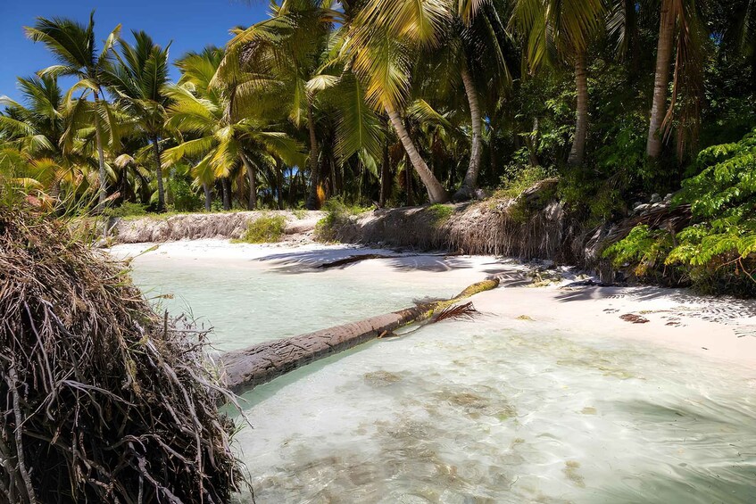 Picture 1 for Activity Saona Island Private: Speedboat Tour from Punta Cana