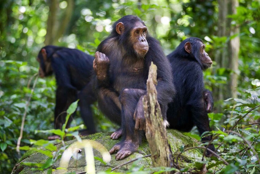 Picture 3 for Activity Best day trip chimpanzee trip from kigoma town