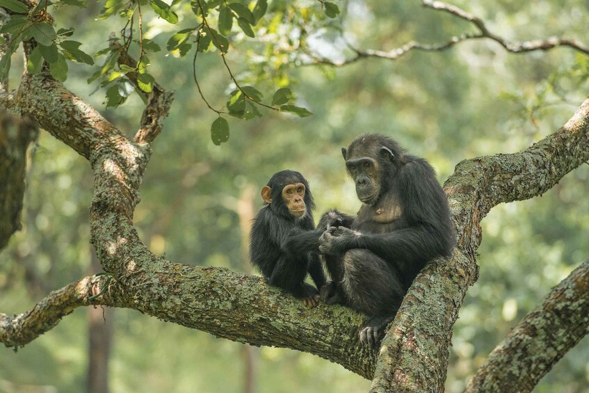 Best day trip chimpanzee trip from kigoma town