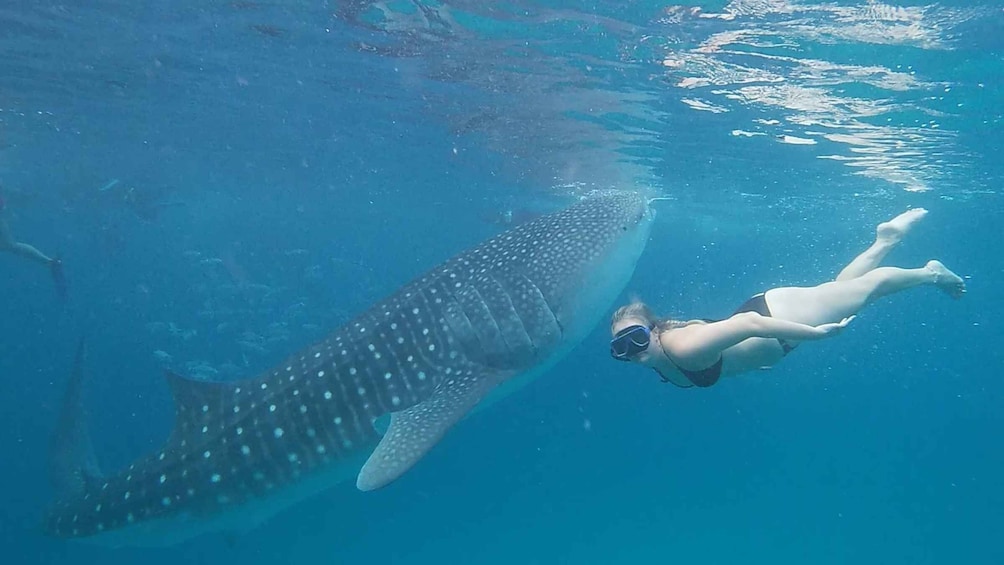 Cebu: Whaleshark Encounter, Tumalog Falls, & Monkey Viewing