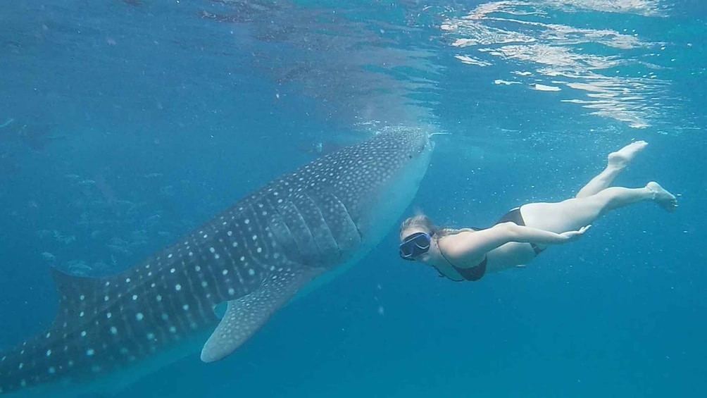 Cebu: Whaleshark Encounter, Tumalog Falls, & Monkey Viewing