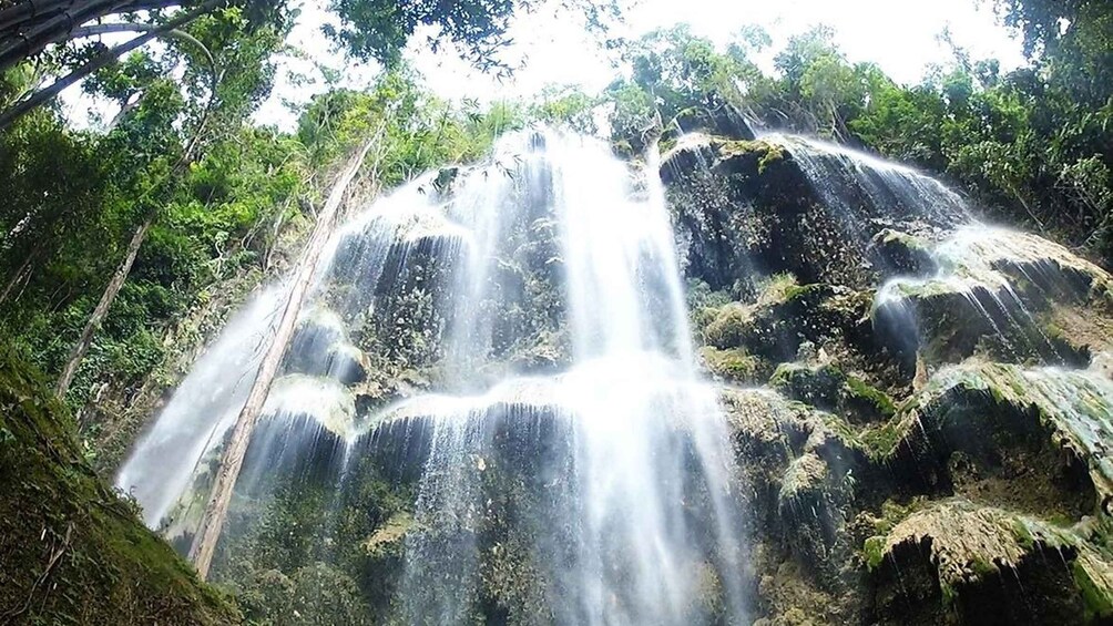 Picture 4 for Activity Cebu: Whaleshark Encounter, Tumalog Falls, & Monkey Viewing