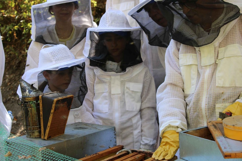 Picture 2 for Activity Beekeeping Tour in Amarante with Honey Tasting