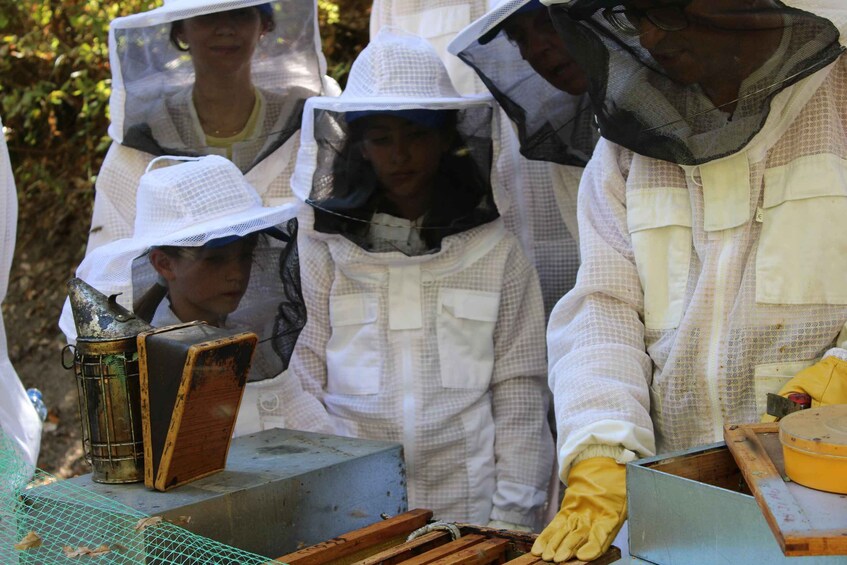 Picture 2 for Activity Beekeeping Tour in Amarante with Honey Tasting