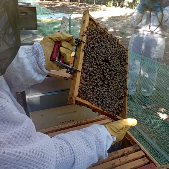 Picture 3 for Activity Beekeeping Tour in Amarante with Honey Tasting