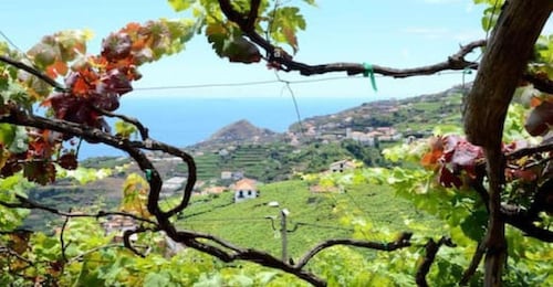 Besuch eines lokalen Weinbergs mit Weinprobe und Mittagessen inklusive