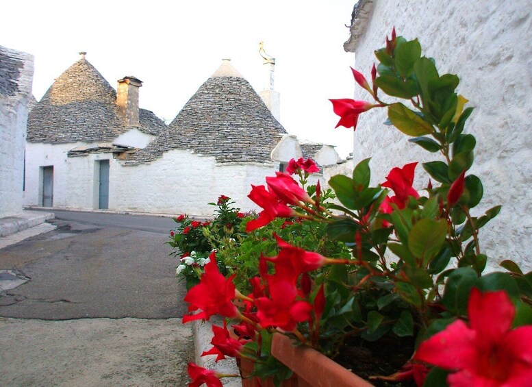 Picture 4 for Activity Alberobello: tour guidato a piedi di 2 ore nei trulli