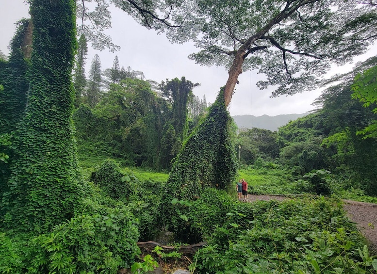 Picture 6 for Activity Oahu: Waikiki E-Bike Ride and Manoa Falls Hike