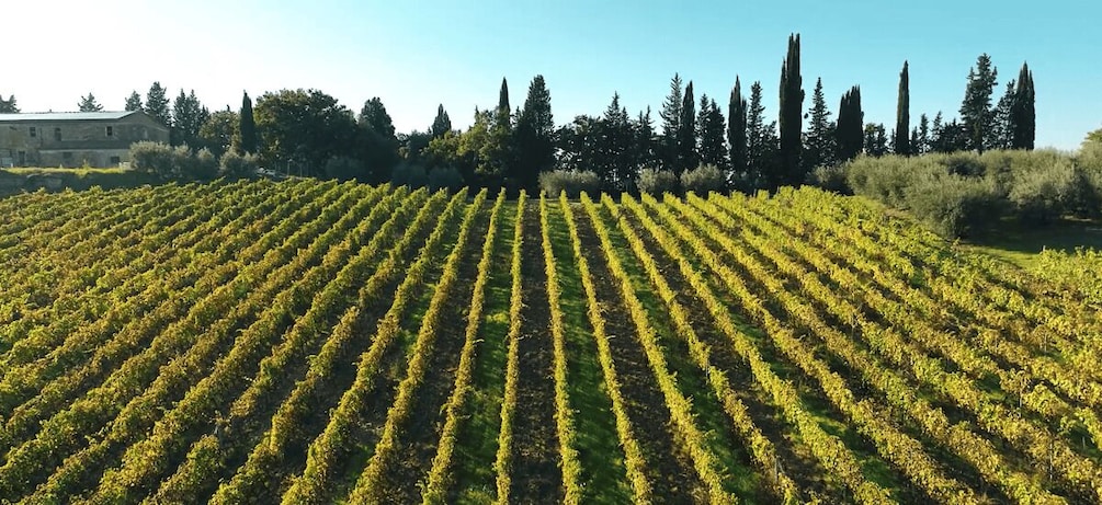 Picture 3 for Activity Montespertoli: Poggio Capponi Farm Chianti Wine Tour