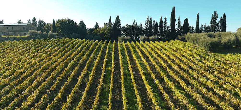 Picture 3 for Activity Montespertoli: Poggio Capponi Farm Chianti Wine Tour