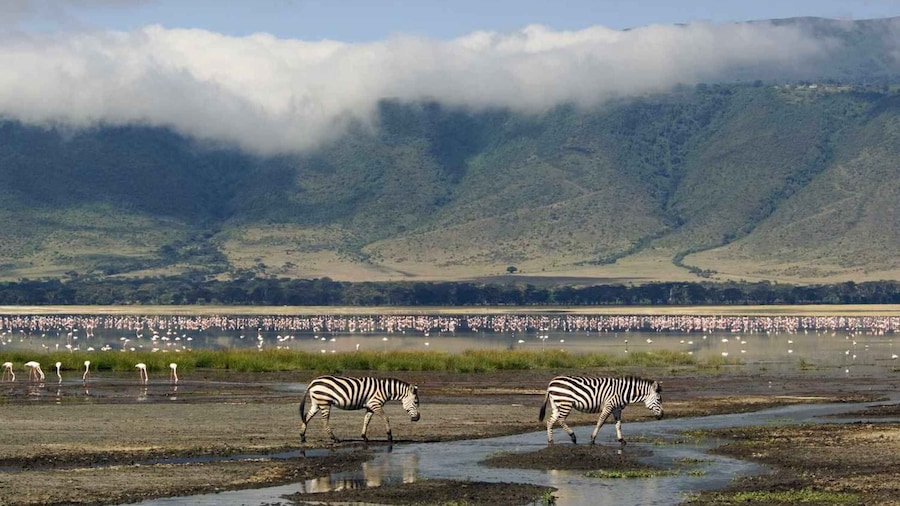 Private Ngorongoro crater day trip