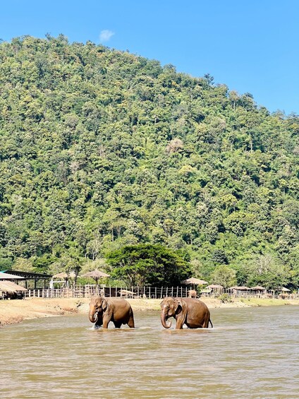 Picture 9 for Activity Chiangmai half day tour- Waterfall & Tubing