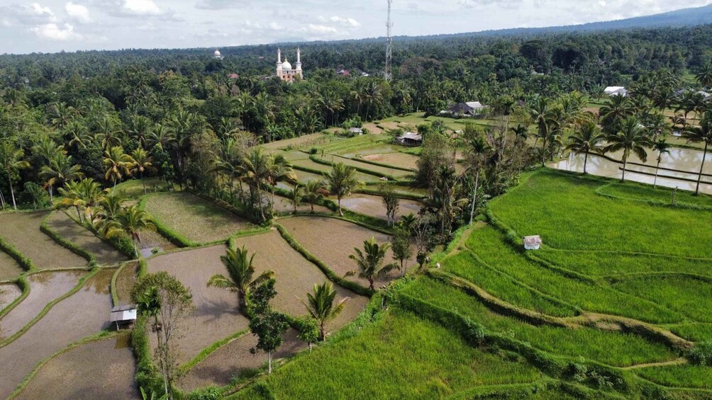 Picture 7 for Activity Lombok Day Trip: Ricefield, Waterfall, Monkey forest.