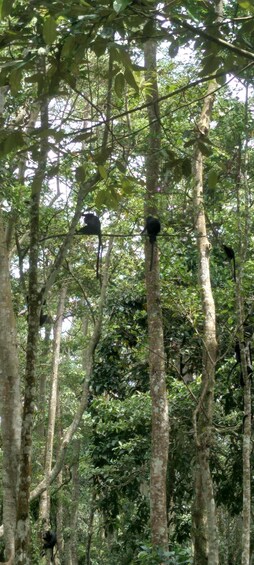 Picture 1 for Activity Lombok Day Trip: Ricefield, Waterfall, Monkey forest.