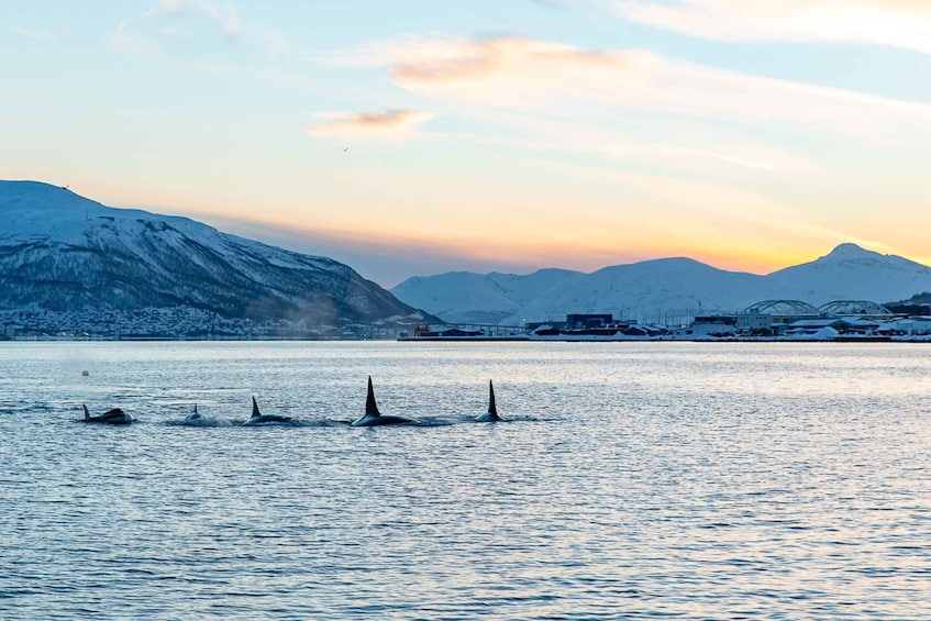 Picture 5 for Activity Tromsø: Fjord History Cruise with Snack and Drinks