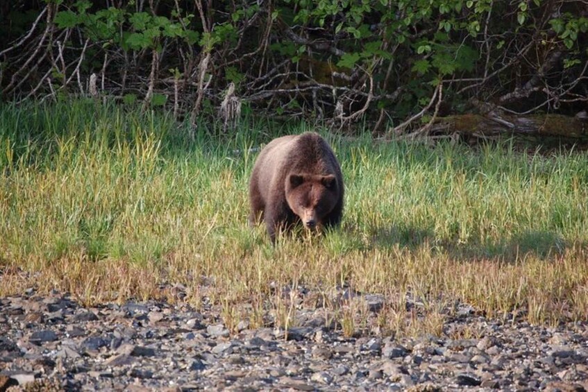 Picture 2 for Activity Hoonah: Chichagof Island Brown Bear Search