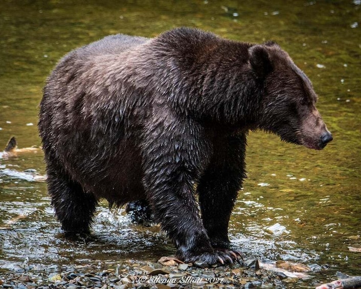 Picture 2 for Activity Hoonah: Chichagof Island Brown Bear Search