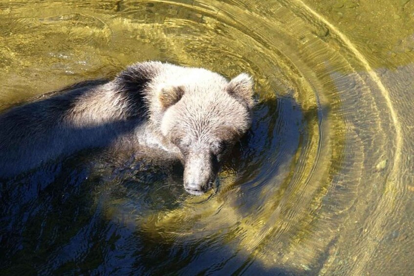 Picture 1 for Activity Hoonah: Chichagof Island Brown Bear Search